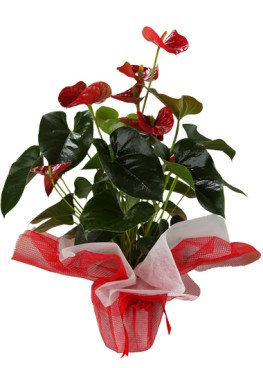 Anthurium Saksı Çiçeği