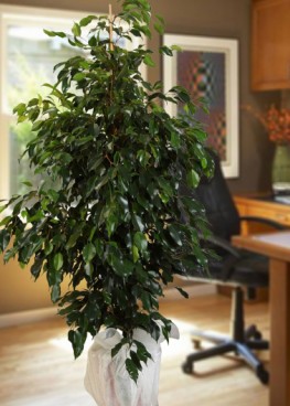 Büyük Boy Benjamin Ağacı