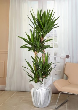 Ofis Salon Bitkisi Yucca 4 gövdeli