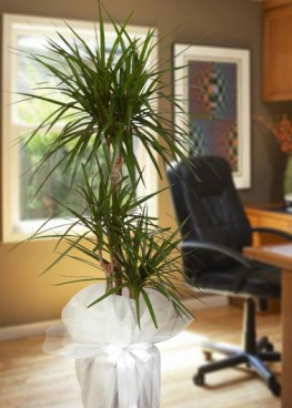 Dracena Marginata 3 Gövdeli Salon Bitkisi