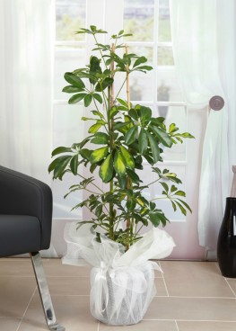 Yeşil Yapraklı Bitki Schefflera