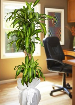 Massengena Yeşil Salon Bitkisi 3 Köklü