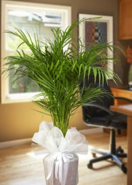 Areca Çiçeği Yeşil Bitki