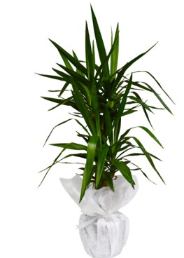 Yucca Bitkisi 100 cm.